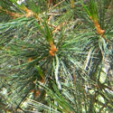 Limber Pine