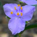 Pinewoods Spiderwort