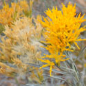 Rabbitbrush