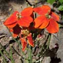 orange-flower Wallflower, Erysimum capitatum