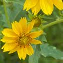 Golden Crownbeard, Verbesina encelioides