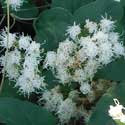 Fragrant Snakeroot