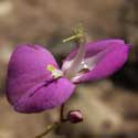 flower of Desmodium grahamii