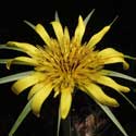 Yellow Salsify