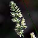 Orchard Grass