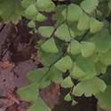 Adiantum