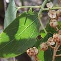 Deerbrush Ceanothus