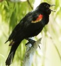 Red-winged Blackbird