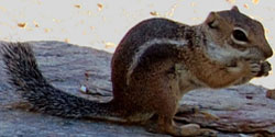 Harris's Antelope Squirrel