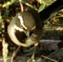 Black-throated Sparrow