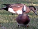 American Wigeon