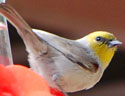 Verdin