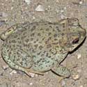 Red-spotted Toad