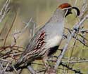 Gambel's Quail