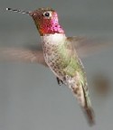 Anna's Hummingbird (male)
