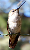 Anna's Hummingbird (female)