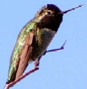 Costa's Hummingbird