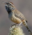 Cactus Wren