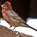 House Finch