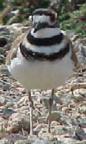 Killdeer