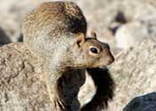 Rock Squirrel