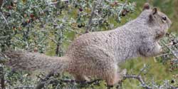 Ground Squirrel