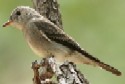 Western Wood-Pewee