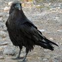 Common Raven