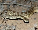 Mojave Rattlesnake