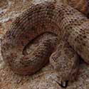 tiger rattlesnake © by John Gunn