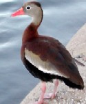 Black-bellied Whistling-Duck