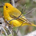 Yellow Warbler