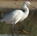 Snowy Egret