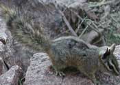 Cliff Chipmunk