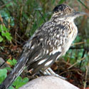 Greater Roadrunner