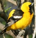 Hooded Oriole