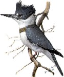 Belted Kingfisher