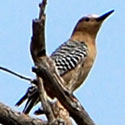 Gila Woodpecker