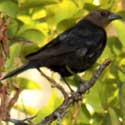 Brown-headed Cowbird