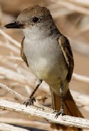 Brown-crested Flycatcher