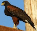 Harris' Hawk