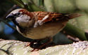 House Sparrow