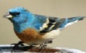 Lazuli Bunting