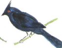 Phainopepla