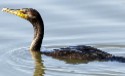 Double-crested Cormorant