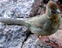 Canyon Towhees