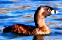 Pied-billed Grebe