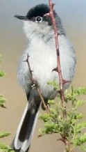 Black-tailed Gnatcatcher