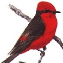 Vermilion Flycatcher