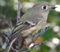 Ruby-crowned Kinglet